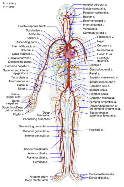 File:Arterial System en.svg