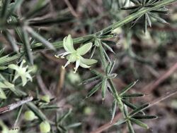 Asparagus aphyllus flower.jpg