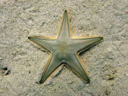 Astropecten jonstoni Naxos08 1832 640x480 dpi90.jpg