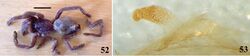 Avicularia glauca (10.3897-zookeys.659.10717) Figures 52–53.jpg