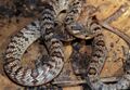 Banded Kukri Snake (Oligodon fasciolatus) (7783163348).jpg