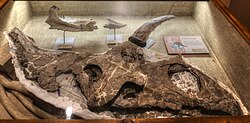Bisticeratops skull (NMMNH P-50000).jpg