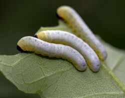 Black-headed Ash Sawfly (Tethida barda) larvae