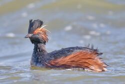 Black-necked Grebe Schwarzhalstaucher.jpg