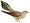 British birds in their haunts (Cuculus canorus).jpg