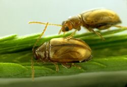 CSIRO ScienceImage 3941 Adult mimosa flea beetles Nesaecrepida infuscata.jpg