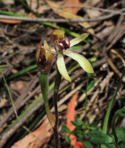 Caladenia transitoria.jpg