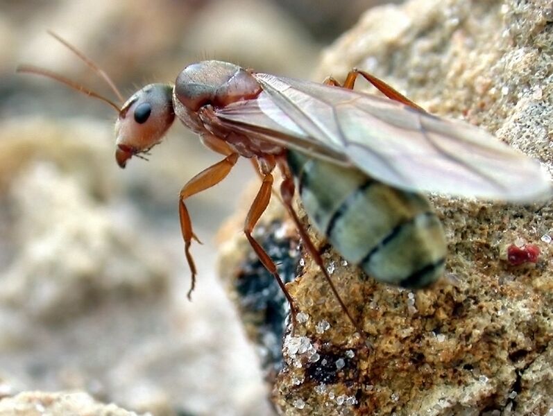 File:Camponotus crispulus queen ant.jpg