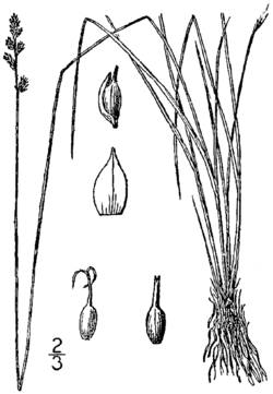 Carex sterilis drawing 1.png