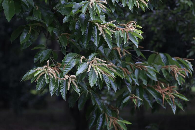 File:Castanea mollissima, Hangzhou Botanical Garden 2018.06.03 15-38-49.jpg