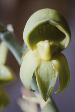 Catasetum discolor-01.jpg