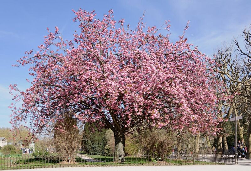 File:Cerisier du Japon Prunus serrulata.jpg