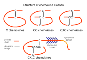 The four chemokine subfamilies