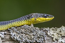 Common tree snake (Dendrelaphis punctulatus) Daintree 5.jpg