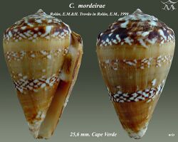 Conus mordeirae 1.jpg