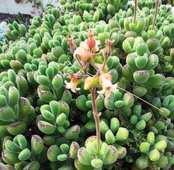 Cotyledon tomentosa in cultivation - Cape Town 9.jpg