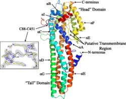 Crystal structure of Cry6Aa toxin.gif