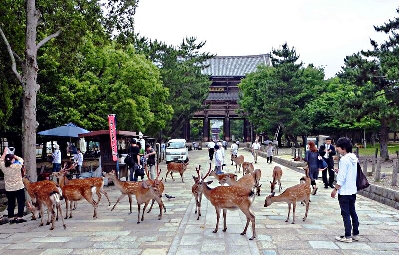 File:Deer roaming in Nara city. 2010.jpg