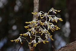 Dendrobium canaliculatum.jpg