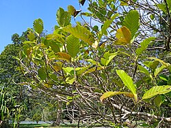 Dillenia philippinensis at Kepong Botanical Garden 20230625 105521.jpg