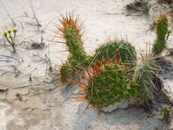 Dinosaur Provincial Park 23.jpg