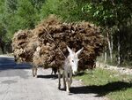 Donkeys Hauling Hay - En route from Samarkand to Shakhrisabz - Uzbekistan (7494205030).jpg