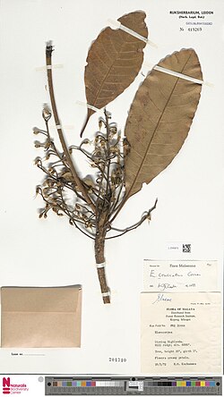 Elaeocarpus cruciatus.jpg