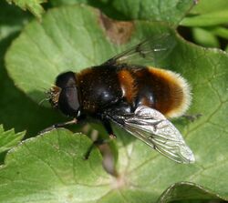 Eristalis.intricaria.male2.jpg