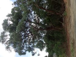 Eucalyptus acaciiformis.jpg