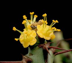 Euphorbia schinzii3 ies.jpg