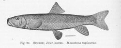 FMIB 51349 Sucker; Jump-Rocks Moxostoma rupiscartes.jpeg