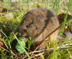 Feldmaus Microtus arvalis.jpg