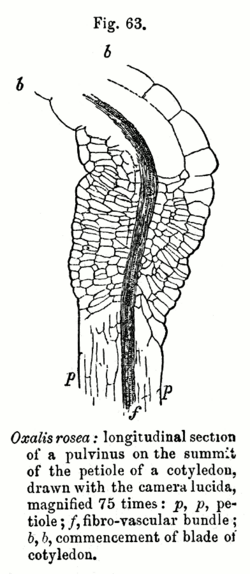 Fig63Movement of Plants.png