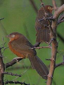 Flickr - Rainbirder - Rufous Chatterer pair (Turdoides rubiginosus).jpg