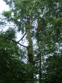 Fraxinus angustifolia broken trunk1.jpg