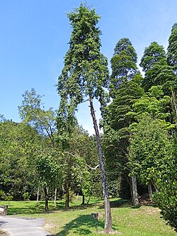 Garcinia nigrolineata at Kepong Botanical Garden 20230625 112031.jpg