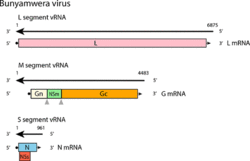 Genome of Bunyamwera virus.gif
