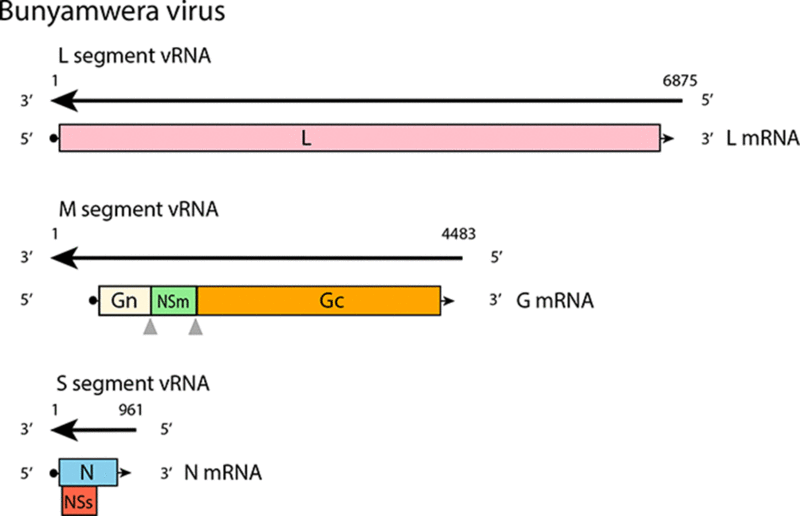 File:Genome of Bunyamwera virus.gif