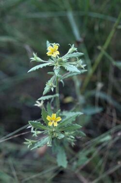 Goodenia neglecta.jpg