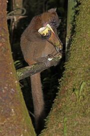 Greater bamboo lemur (Prolemur simus) male eating 1.jpg