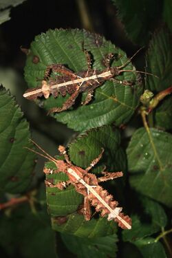 Heteropteryx dilatata male larvas.jpg