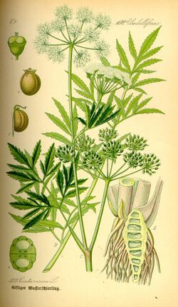 Illustration Cicuta virosa0.jpg