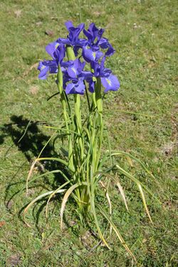 Iris latifolia 01.jpg