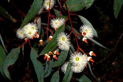 Jarrah - Eucalyptus marginata.jpg