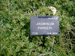Jasminum parkeri wiki 1.jpg