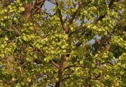 Kanju (Holoptelea integrifolia) with fruits W2 IMG 5868.jpg