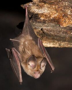 Khajuria's Leaf-nosed Bat (Hipposideros durgadasi).jpg