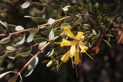Lambertia inermis - Chittick - Yellow variety.JPG