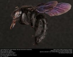 Large carpenter bee, female (Apidae, Xylocopa mexicanorum (Cockerell)) (35111779313).jpg