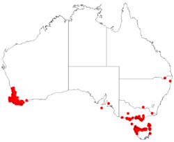 Leucopogon australisDistA15.png